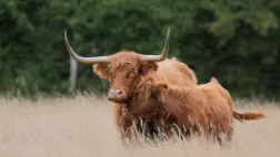Des animaux bien élevés 