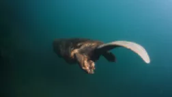 Castor super héros des rivières Castor super héros des rivières