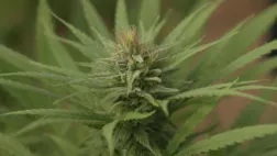 Kanabreizh
