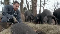Thibaut Crozatier élevage de cochons