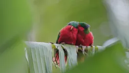 URA, SAUVER L' OISEAU SACRE DES AUSTRALES