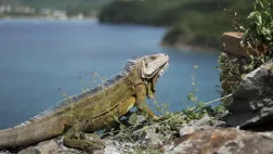 LA VIE SAUVAGE DES MONUMENTS - LES PETITES ANTILLES