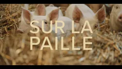 Sur la paille