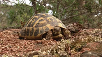 tortue d’Hermann / 13 Productions