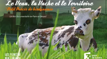 vache, champ et tracteur