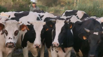 vaches