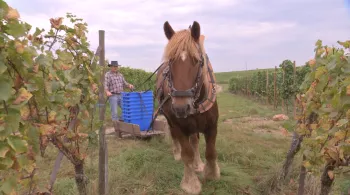 Éguisheim, berceau du vignoble alsacien