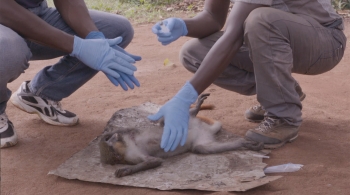 Le singe, vecteur de transmission, est une viande appréciée par la population locale.