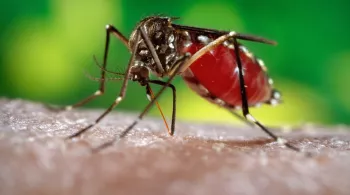 zika