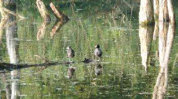 La petite Camargue alsacienne 