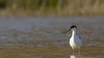 MARQUENTERRE, ENTRE TERRE ET MER