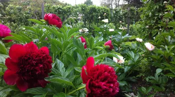 Pivoines du jardin de l'Arquebuse