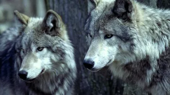 Loups du Gévaudan
