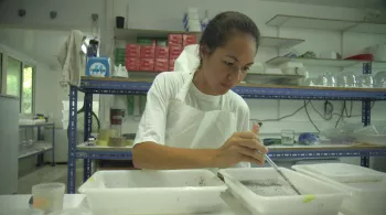 ZIKA EN POLYNESIE, LES PREMICES D'UNE PANDEMIE