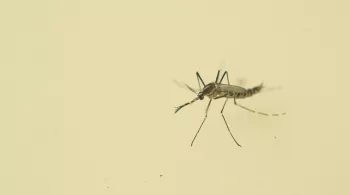 ZIKA EN POLYNESIE, LES PREMICES D'UNE PANDEMIE