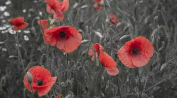 Pourquoi chercher plus loin 