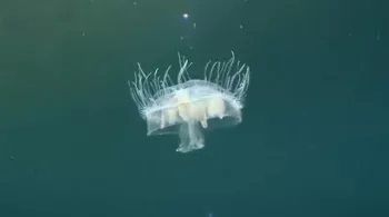 Jungle d'eau douce - © Seppia/ARTE