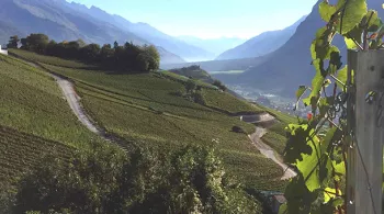 Vignoble suisse