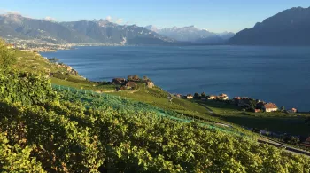 Suisse, les vendanges verticales