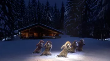 Les marmottes au chalet