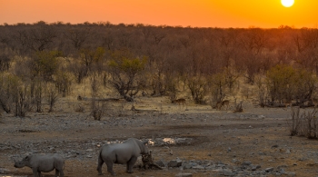 Une saison dans la savane