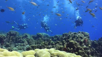 GUADELOUPE, AU COEUR DE LA RESERVE DE COUSTEAU