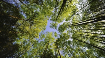 Mal hêtre : enquête sur la forêt française