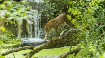 bioparc Doué