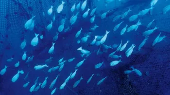 Copyright Horizon Pacifique/Polynésie 1ère