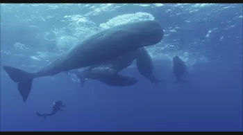 LES GÉANTS DES MERS