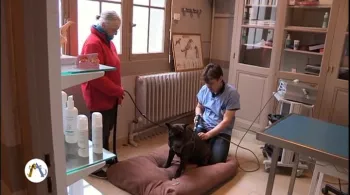 Comme chien et chat