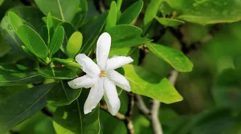 Tahiti, un jardin au goût de paradis