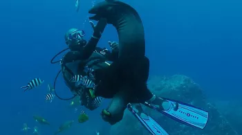 LES PERLES DES MASCAREIGNES