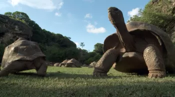 LES PERLES DE MASCAREIGNES