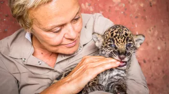 SUR LA TERRE DES JAGUARS