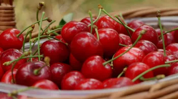 LA FIN DU TEMPS DES CERISES
