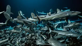 L'ATOLL AUX 700 REQUINS