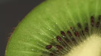 TOUT, VOUS SAUREZ TOUT SUR LE KIWI