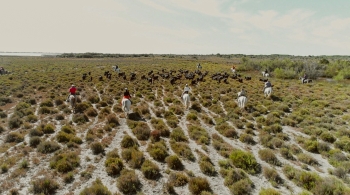 Diffusion du film documentaire "La Camargue, un radeau fragile" le lundi 26 novembre à 23h30. 