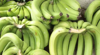 LA BANANE, L'OR ANTILLAIS