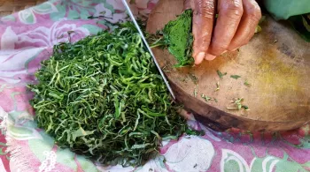 Les plantes comestibles du Pacifique