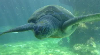 LES ENFANTS DE LA MER