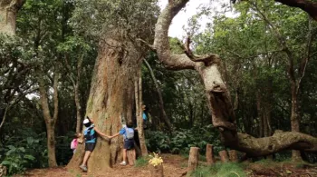 LA REUNION, LE PARADIS DES MARCHEURS
