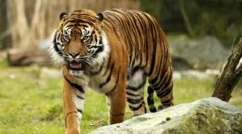 UNE SAISON AU ZOO