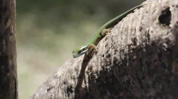 LES PARCS NATURELS... EN MINUSCULE :  L’ÎLE DE LA RÉUNION