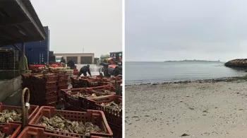 Editions spéciales à Saint-Vaast-la-Hougue