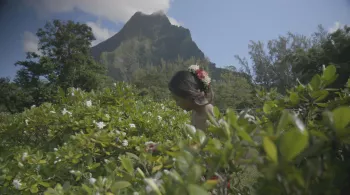 LES TRESORS DE TAHITI
