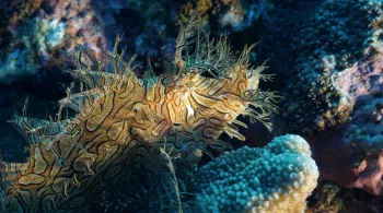 NOUVELLE CALEDONIE, L'ILE SAUVAGE
