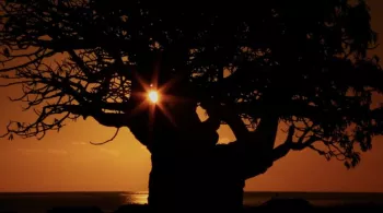 BAOBABS, ENTRE TERRE ET MER
