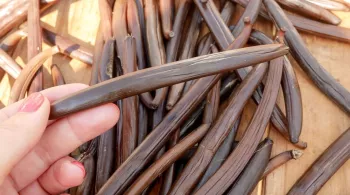 LA VANILLE BOURBON, UN PATRIMOINE INESTIMABLE